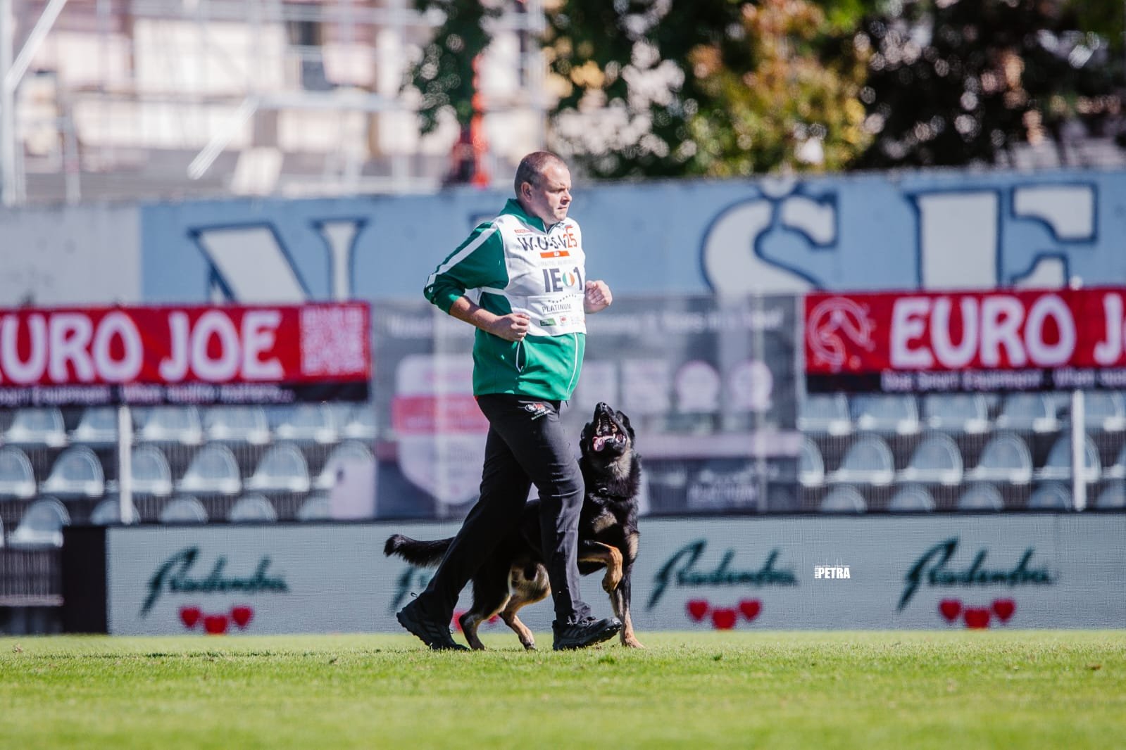 Houseraydas dog training Ireland — competition dog