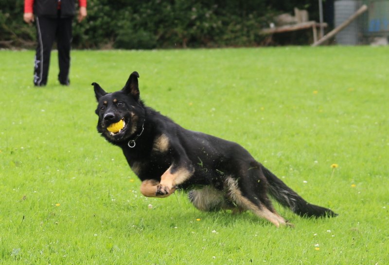 WhatsApp Image 2025-07-07 at 19.55.13 K9 fitness and conditioning at Von Houseraydas professional dog training services, with Jagger running and carrying a ball
