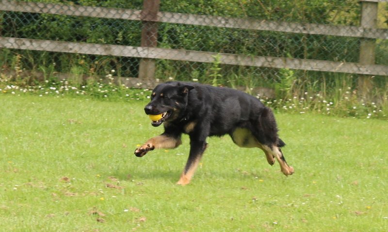 WhatsApp Image 2025-07-07 at 19.55.16 practicing off-leash recall with Von Houseraydas professional dog training services