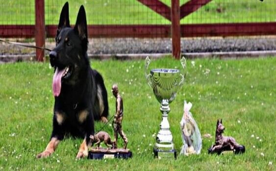 Jagger at the Irish IGP National Championships lying with trophies – Houseraydas sport dog training Ireland