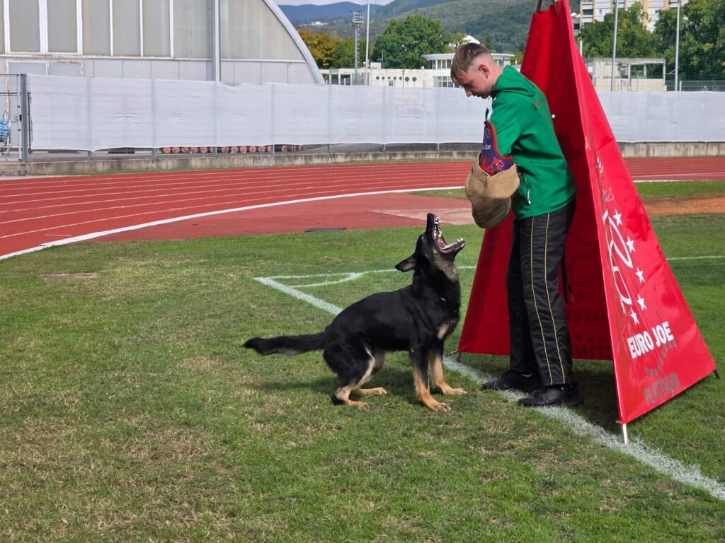 David doing protection work with Jagger at world championship stadium in Slovenia David Simaitis performing IGP protection work with Jagger at the IGP World Championship stadium in Slovenia
