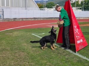 David Simaitis performing IGP protection work with Jagger at the IGP World Championship stadium in Slovenia