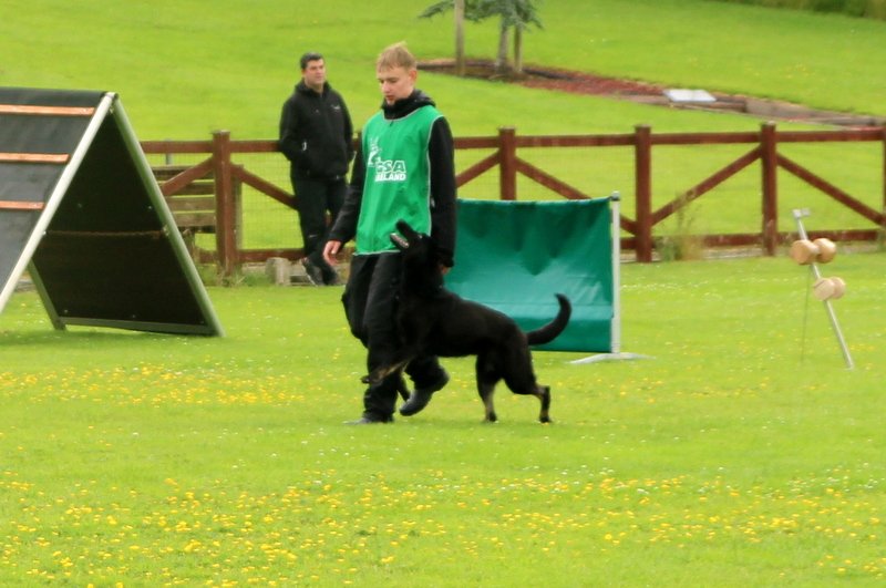 Deadly von der Jendaliz in focused heel position, maintaining eye contact with handler David at the Irish IGP Nationals