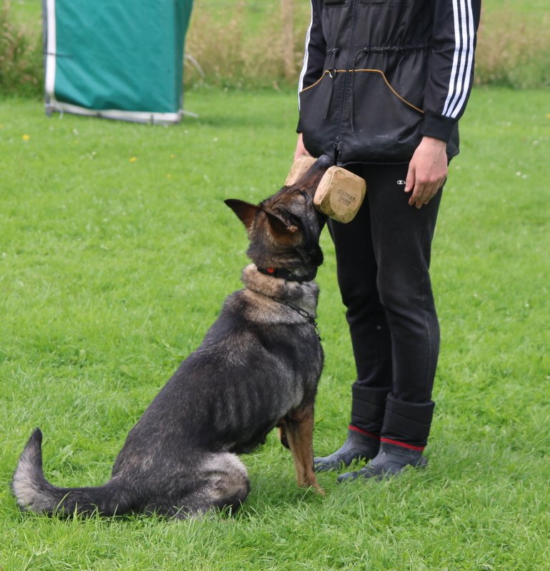 Drama in a sit position, looking up at owner after completing recall with dumbbell in mouth.