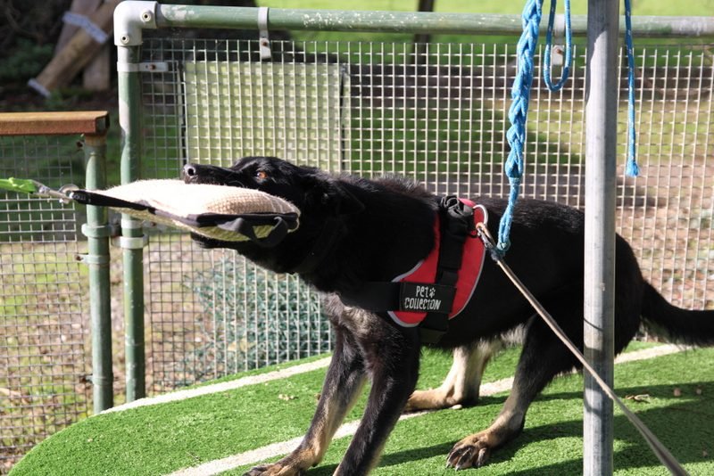 Chelsea young dog training