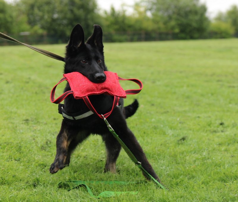 Chelsea von Houseraydas holding a bite pillow with a full, strong grip during training