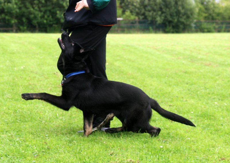 IMG-20251027-WA0204 Puppy learning basic obedience with Von Houseraydas professional dog training services