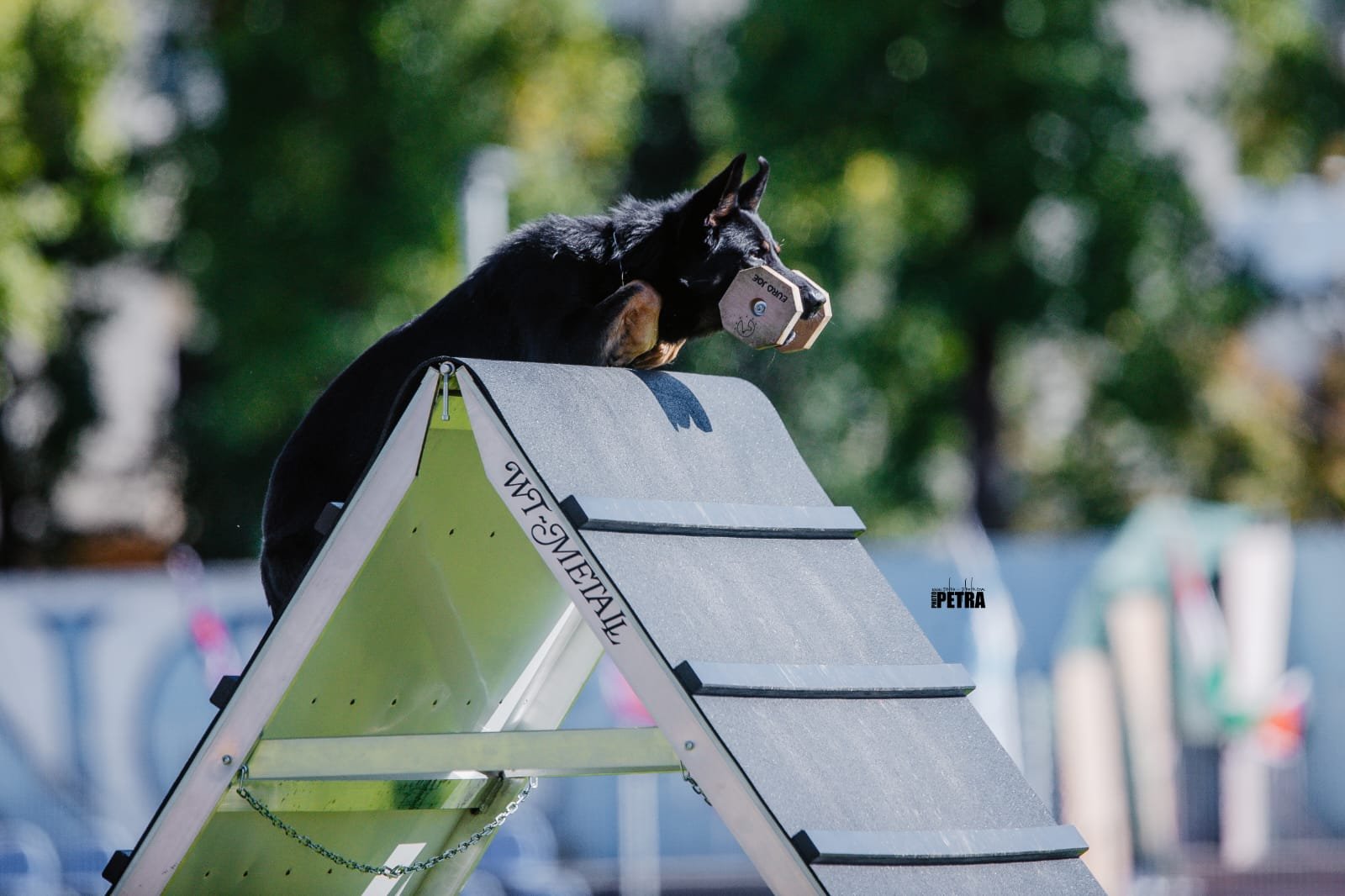 WhatsApp Image 2025-10-07 at 17.31.27 (26) Irish champion dog Jagger vom Höllenter