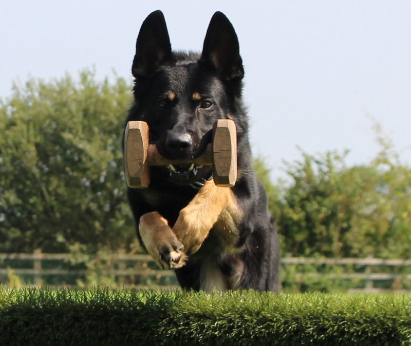 Houseraydas professional dog training Ireland