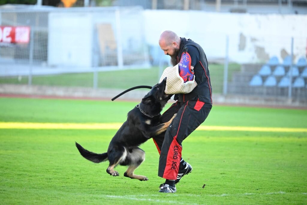 IMG-20251023-WA0021 Jagger Vom Höllenter at the World Championships, powerfully stopping the helper, demonstrating strength, control, and IGP training excellence.