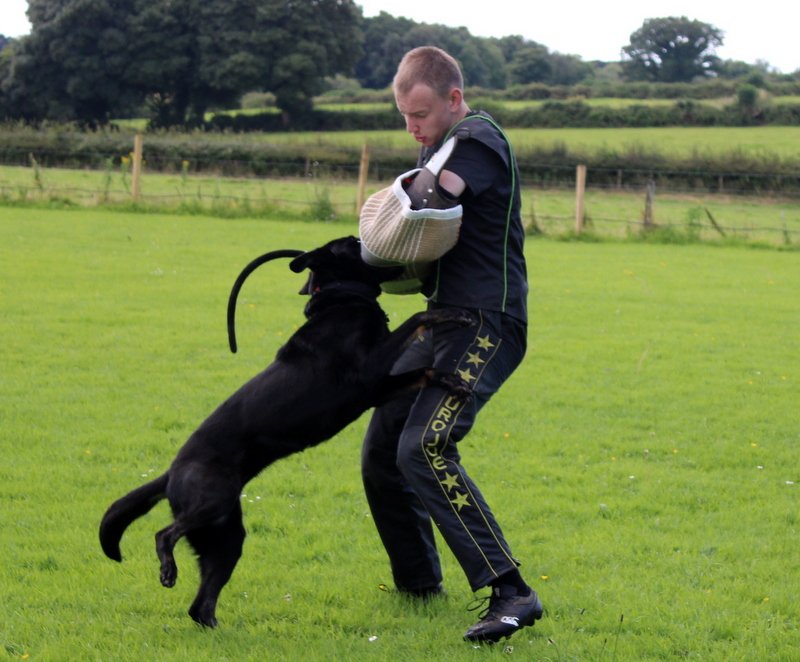 IMG-20251027-WA0014 David performing protection work with Deadly, who maintains a full, powerful grip under pressure from the decoy, highlighting advanced IGP training and control.