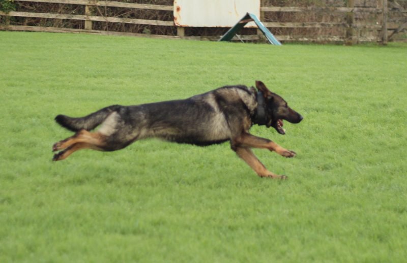 Recall and off-leash training at Houseraydas Ireland