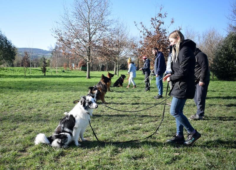 Group dog training at Houseraydas Ireland
