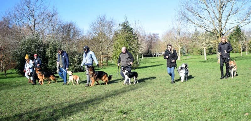 480657056_1081657463764476_974769953930644210_n Train around real-life distractions in a structured group. Great for obedience, social behaviour, and impulse control. Dogs work alongside others in a safe, controlled environment. Additionally, dogs learn social skills while owners receive guided coaching.