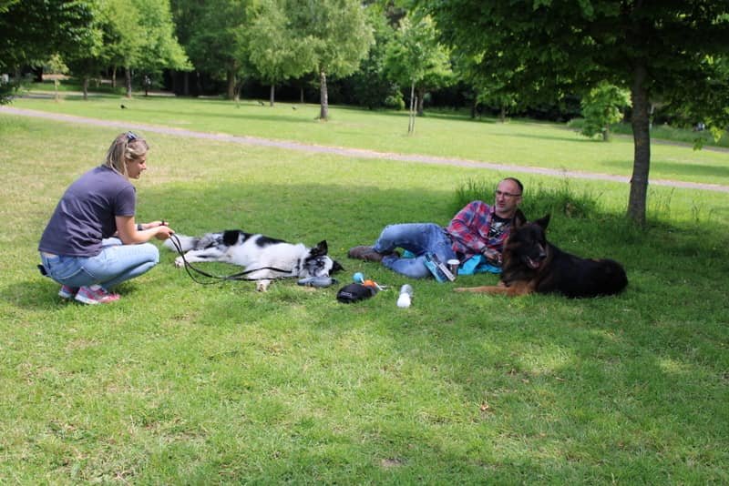 481068834_1089797102950512_1155154045418994555_n Behaviour rehabilitation and socialization at Von Houseraydas professional dog training services, with two handlers relaxing on the grass alongside calm dogs