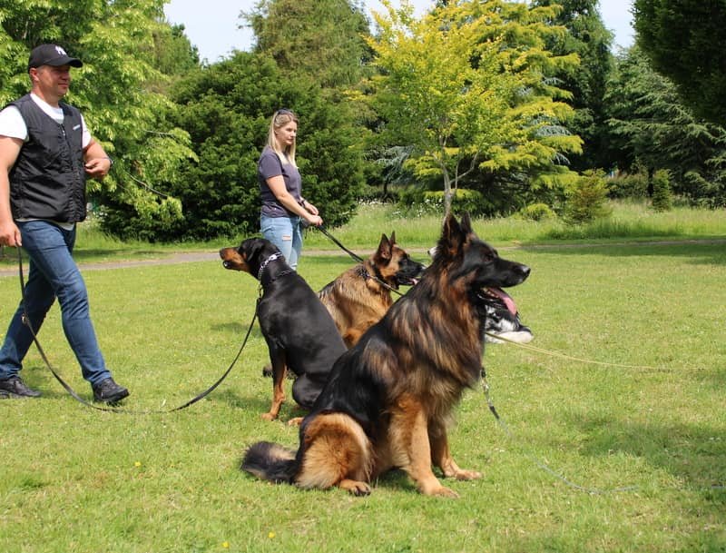 Why choose Houseraydas group dog training