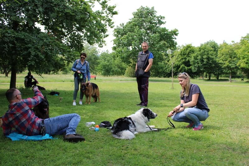 Behaviour rehabilitation at Houseraydas Ireland