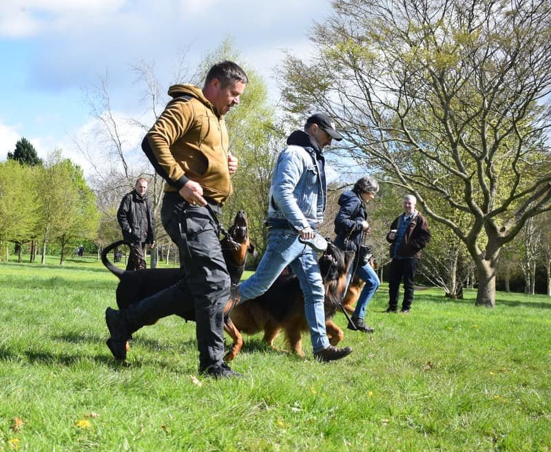 Group dog training classes at Houseraydas Ireland