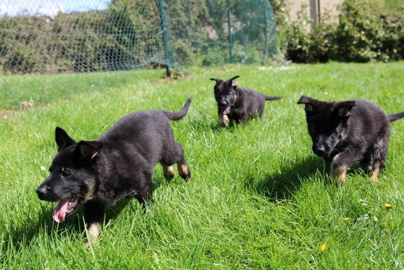 493747871_1132843995312489_5899085764796988705_n Group of happy puppies running and playing together outdoors.