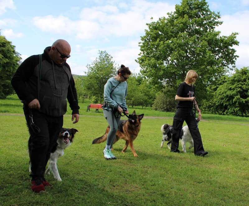 Three handlers walking their dogs in a calm heel position, all dogs focused on their handlers, demonstrating balanced training philosophy and engagement.