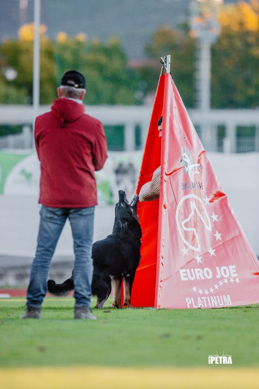 Jagger Vom Höllenter barking powerfully at the World Championship helper, showing all his teeth while the judge observes, illustrating high-drive protection skills.