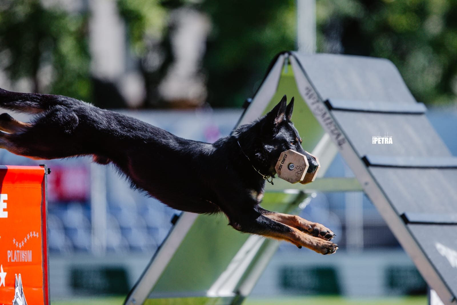 Off-leash recall training Ireland at Houseraydas