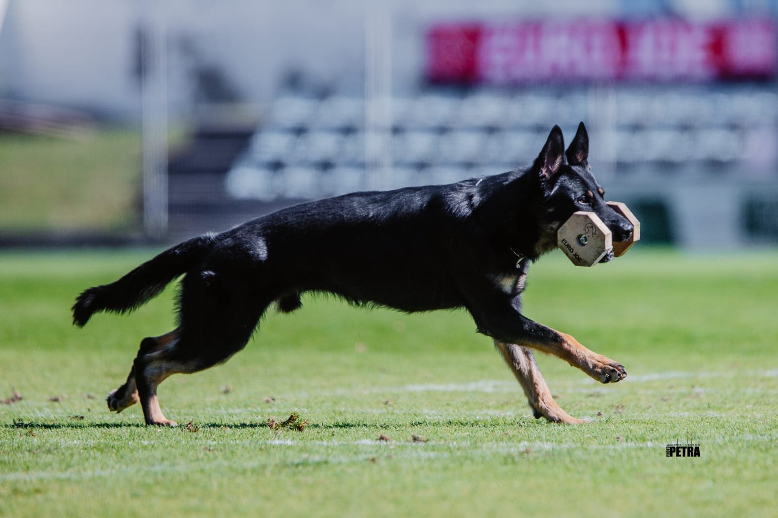 Jagger in training IGP obedience training